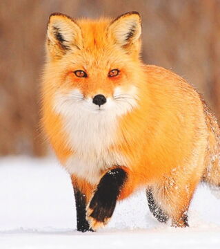Foxes: It's believed that if a fox enters your house then a close family member will pass away soon.