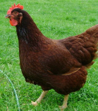 Hens: If you hear a hen trying to crow then death is right around the corner for yourself or someone you love.