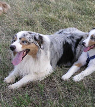 How about this shade? A Blue Merle Australian Shepherd! There's plenty of different colors that blend very well together!
