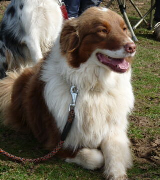 If you prefer a different color then try getting the Red Australian Shepherd. These are adorable too!