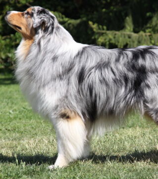 Keep in mind that every dog will have different patches.