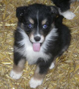 Look at this cute puppy! Their coat can appear matte or shiny depending on their undercoat.