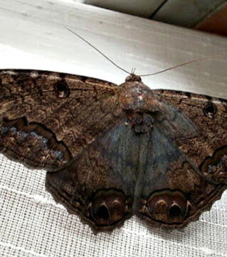 Moths: Legend has it that if a moth enters your home then a loved one could die.