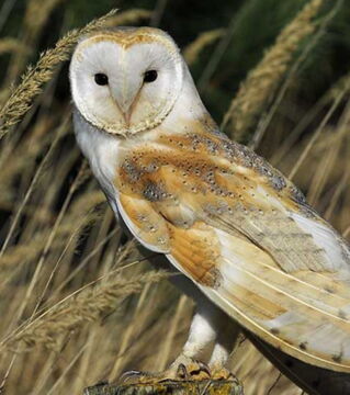 Owls: In Mexico, it is believed that if you hear an owl singing then death is approaching for someone you know.