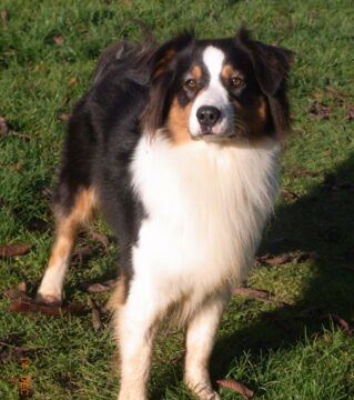The Black Australian Shepherd may appear to have a flatter coat.