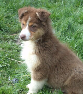The Red Australian Shepherd has a light reddish coat.