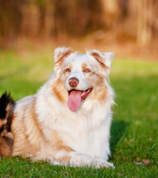 Their coat colors change with the season! How cool.