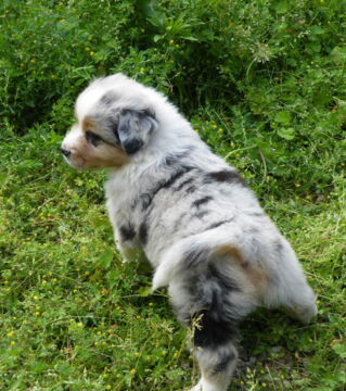There are a great variety of Blue Merle shades. Some have spots of color while some have streaks.