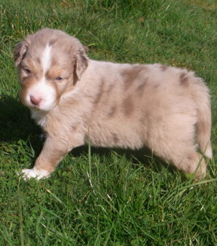 There are a great variety of shades of red coat. This one is especially cute!