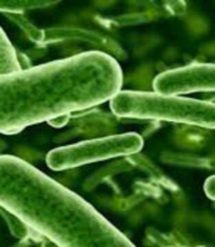 You have Pseudomonas in your skin - Little microbes that are invisible to the naked eye are the favourite of mosquitoes.