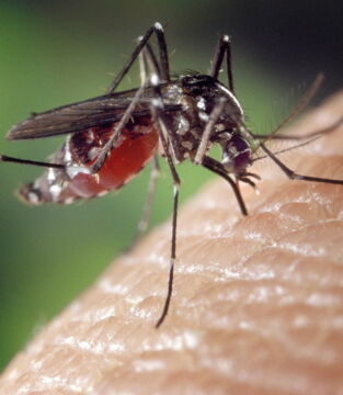 You've killed too many mosquitoes - It's all a question of karma... vengeance also exists for them.