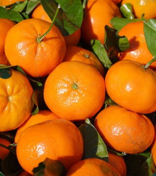 Clementines: If a clementine is green in colour that doesn't mean it's bad or not ripe enough. Clementines are naturally green from the chlorophyll but gradually change to orange when they are removed from the sunlight.