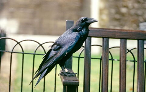 The Ravens and an ominous prophecy