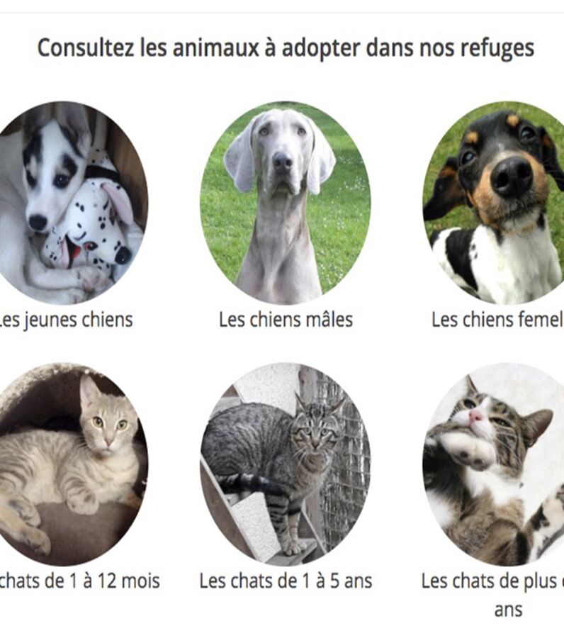 Fondation Brigitte Bardot : 816 Chiens Et Chats Attendent Une Famille