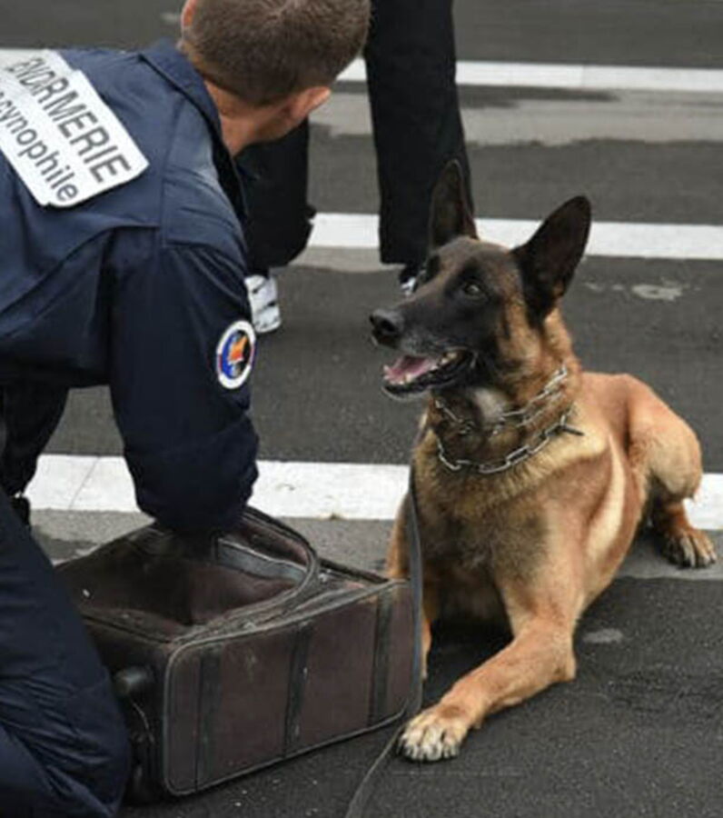 Photos Qui veut adopter cet ancien chiengendarme