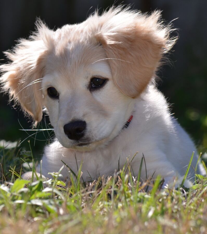 Labrador : Origine, Caractère Et éducation Du Chien