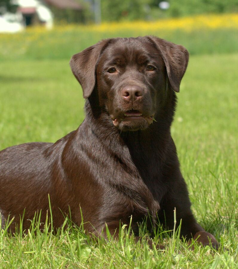 Labrador : Origine, Caractère Et éducation Du Chien