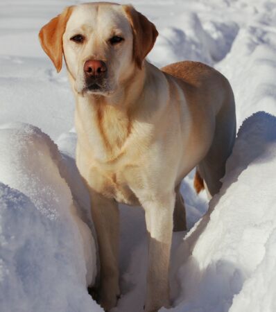 Labrador : Origine, Caractère Et éducation Du Chien