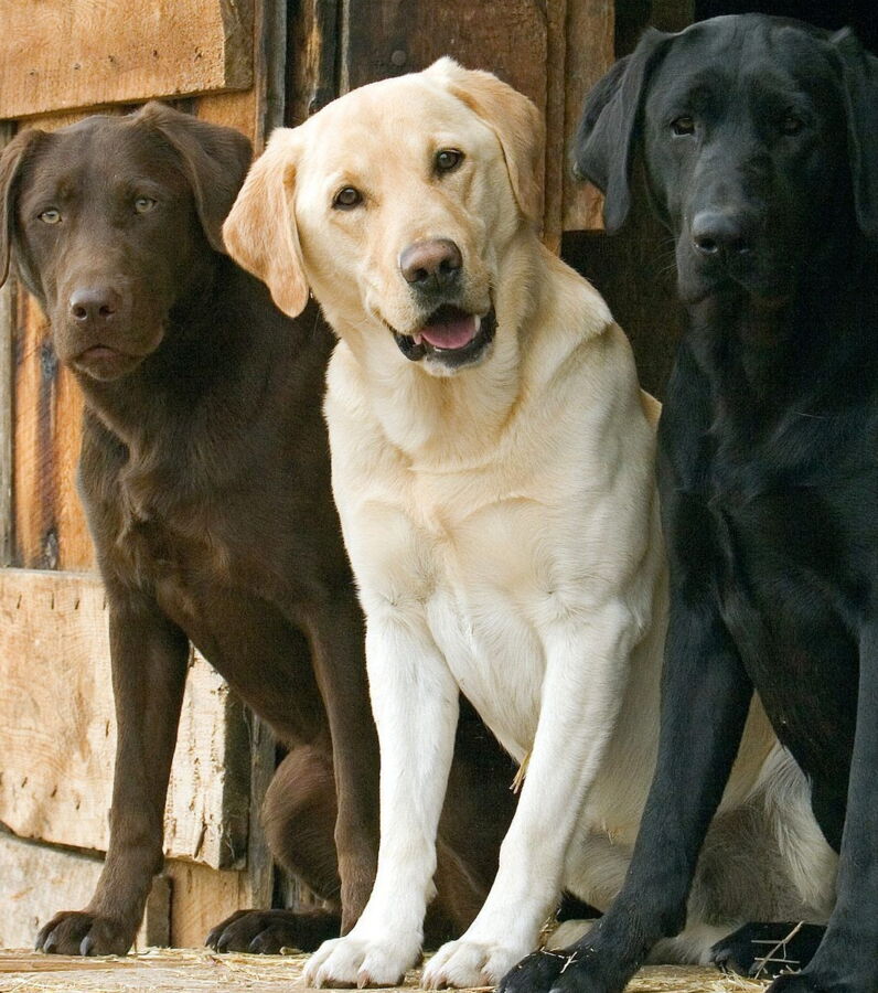 Labrador origine, caractère et éducation du chien