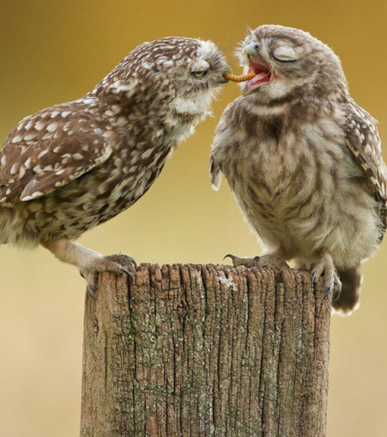 Chouette les photos les plus mignonnes d'un drôle d'oiseau