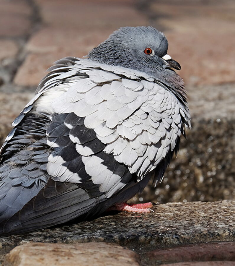 Photos Voici Armando, le pigeon le plus cher du monde