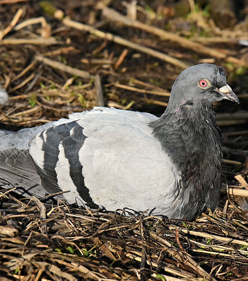 Photos Voici Armando, le pigeon le plus cher du monde