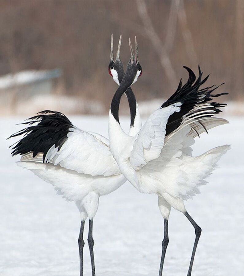 Photos La Danse Merveilleuse Des Grues Du Japon