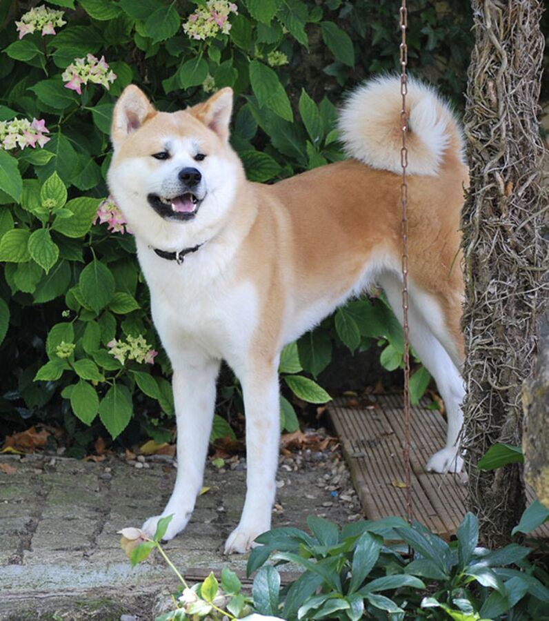 Top 10 de beaux Akita Inu qui vont vous faire fondre