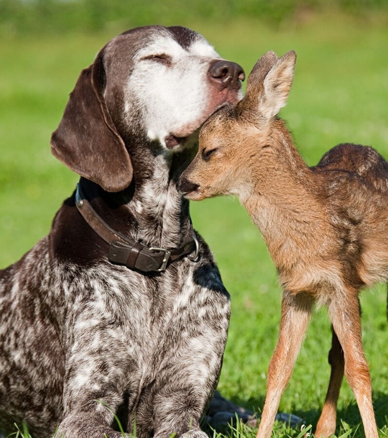 Ces 25 photos d'animaux amoureux vont vous faire fondre — free download