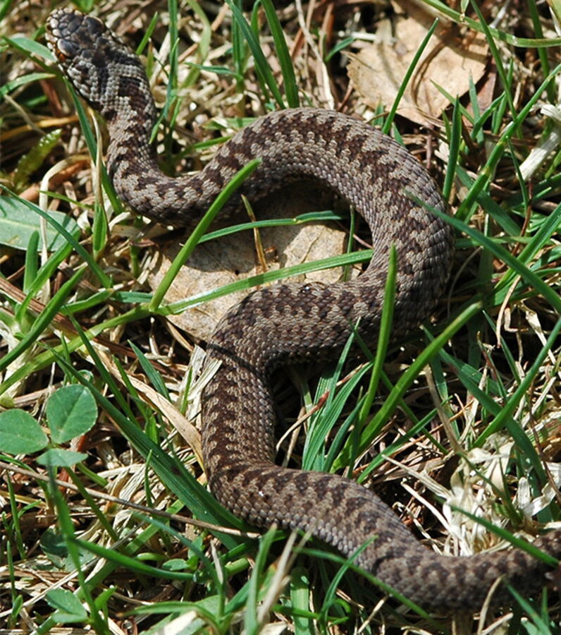 Difference Couleuvre Vipere Différence Entre Serpent Et Couleuvre ALHFO — free download