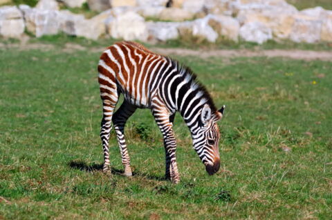 Das Paar adoptierte ein Zebra-Baby