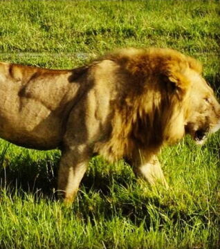 Ce lion musclé fait encore plus peur qu'un lion normal.