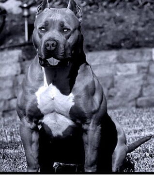 Les pitbulls sont connus pour être des chiens très véloces.