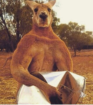 On n'aimerait pas prendre un coup par ce kangourou.