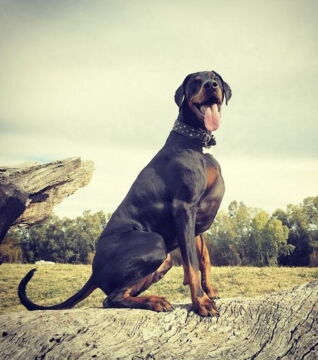 Un doberman vraiment musclé.