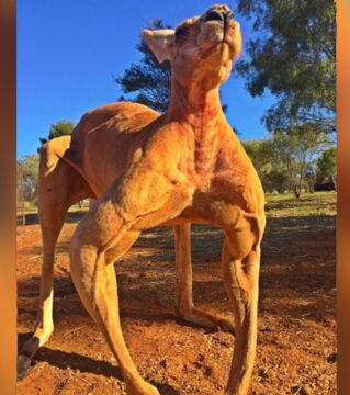 Un kangourou vraiment carré.