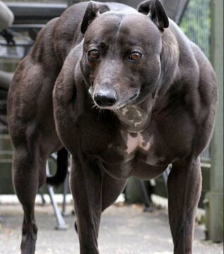 Voici Wendy, le chien le plus musclé du monde.