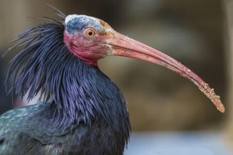Un ibis chauve vu de près