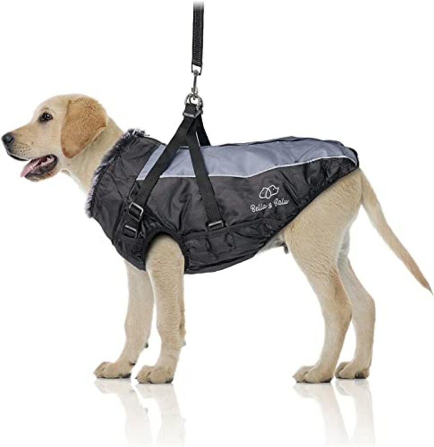 Automne-Hiver : quels accessoires pour chouchouter votre chien ?